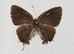 Male